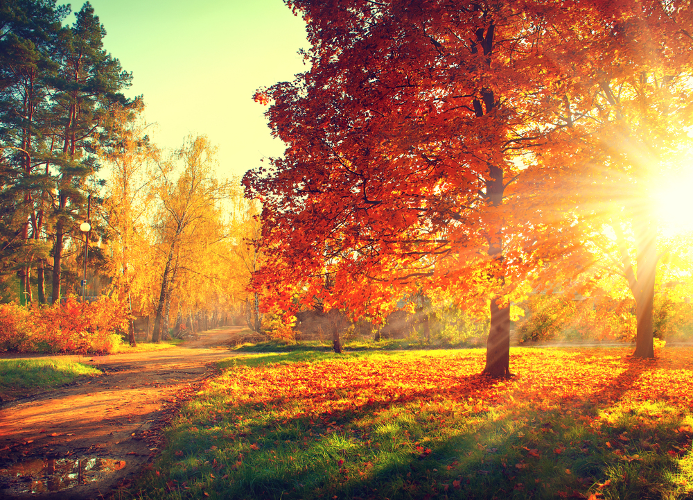 Herbstwald, Herbst Gedichte für Senioren